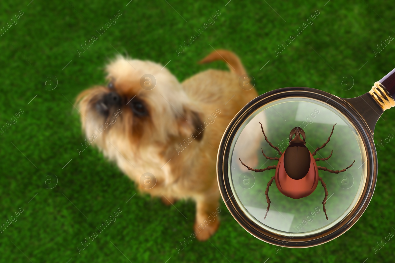 Image of Cute dog outdoors and illustration of magnifying glass with tick, selective focus