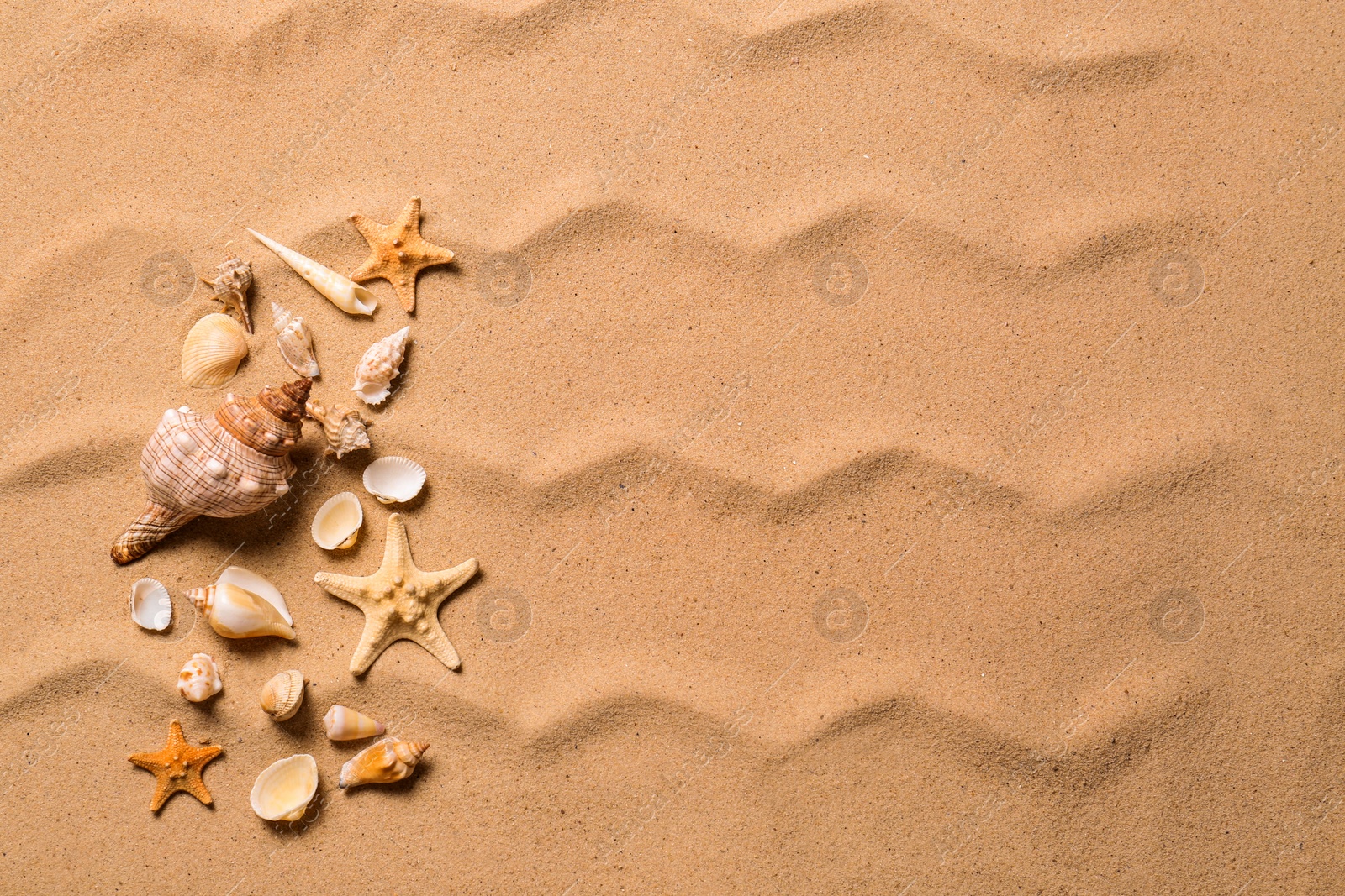 Photo of Beautiful seashells and starfishes on beach sand, flat lay with space for text. Summer vacation