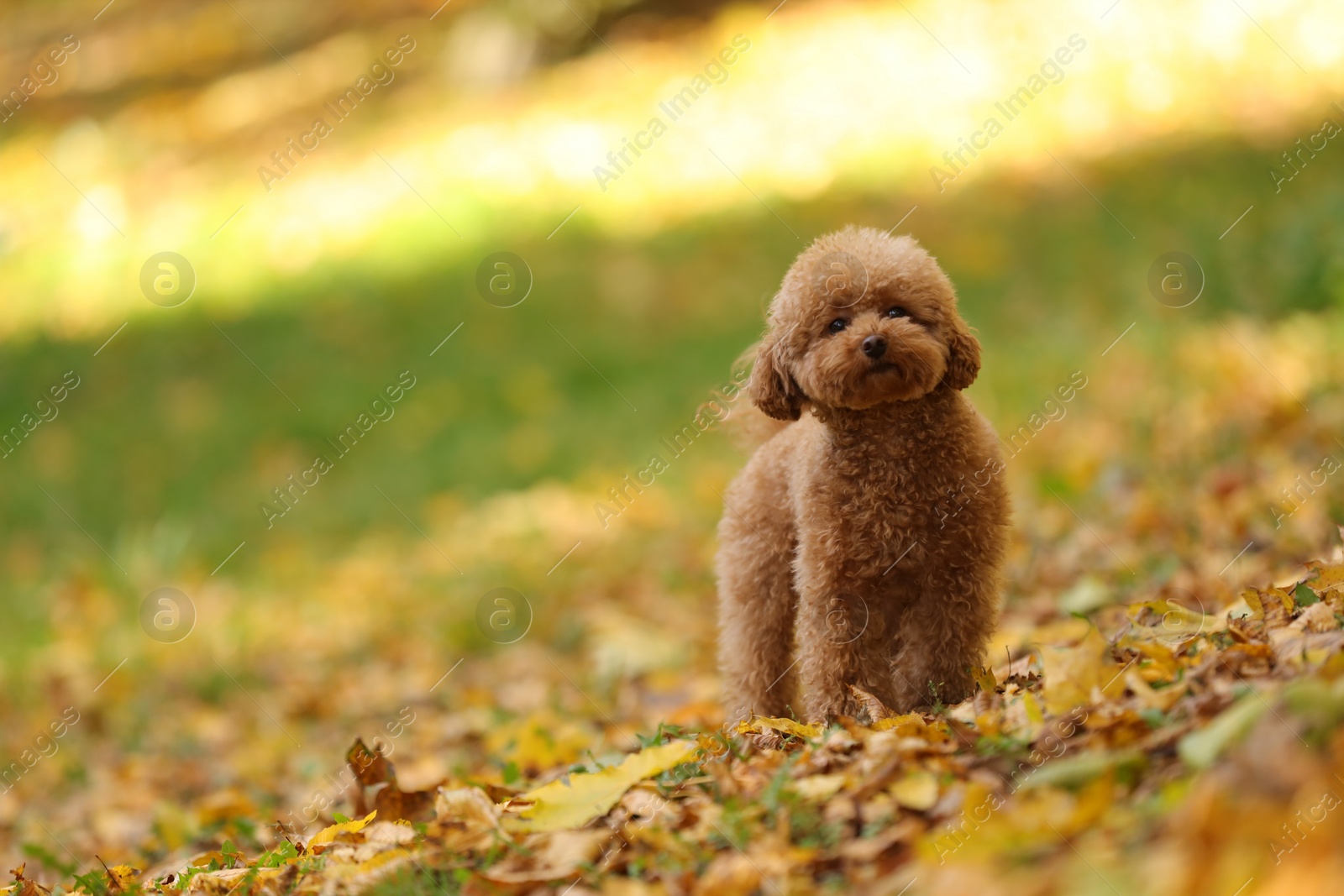 Photo of Cute Maltipoo dog in autumn park, space for text