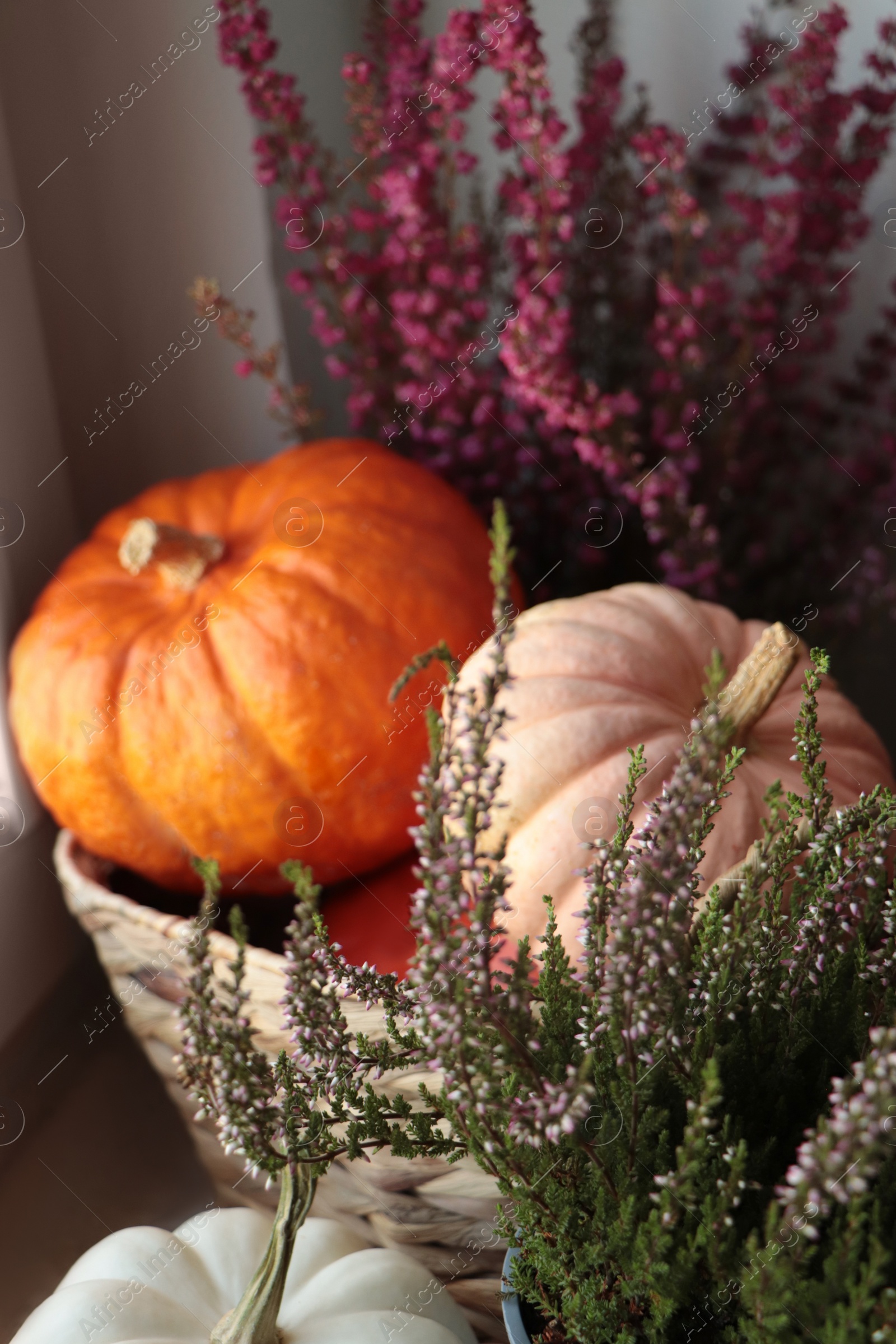 Photo of Beautiful heather flowers and wicker basket with pumpkins near grey wall, closeup