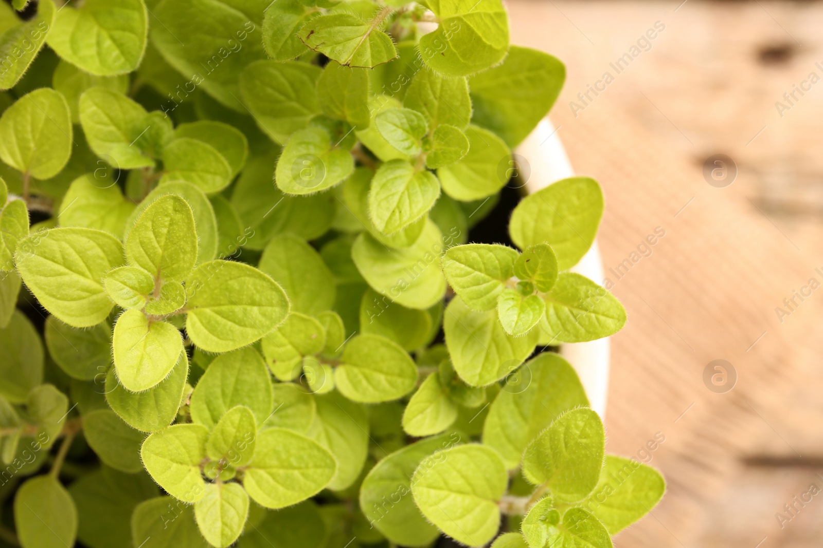 Photo of Aromatic oregano growing in pot on table, top view. Space for text