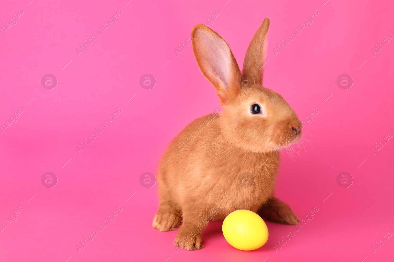 Photo of Cute bunny and Easter egg on pink background, space for text