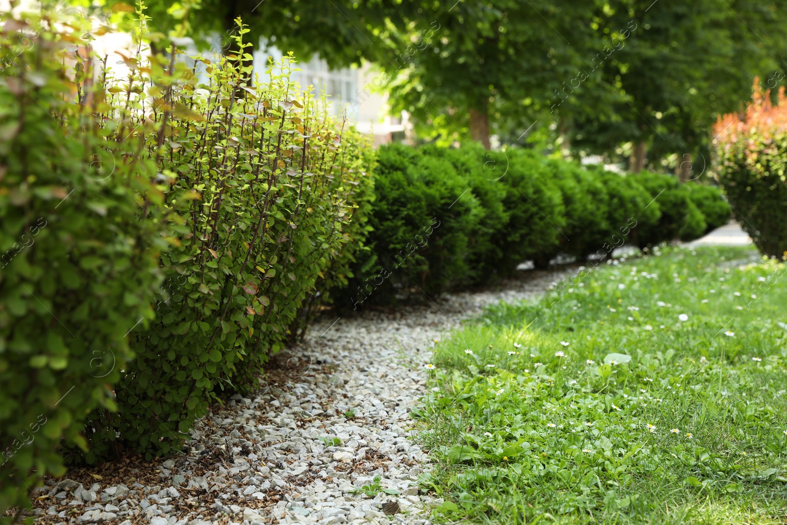 Photo of Beautiful green plants growing in park, space for text. Gardening and landscaping