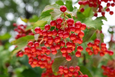 Beautiful viburnum shrub with ripe berries outdoors