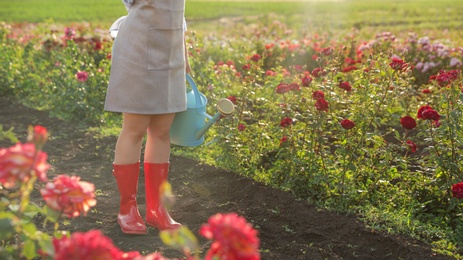 Photo of Closeup view of woman with watering can near rose bushes outdoors. Gardening tool