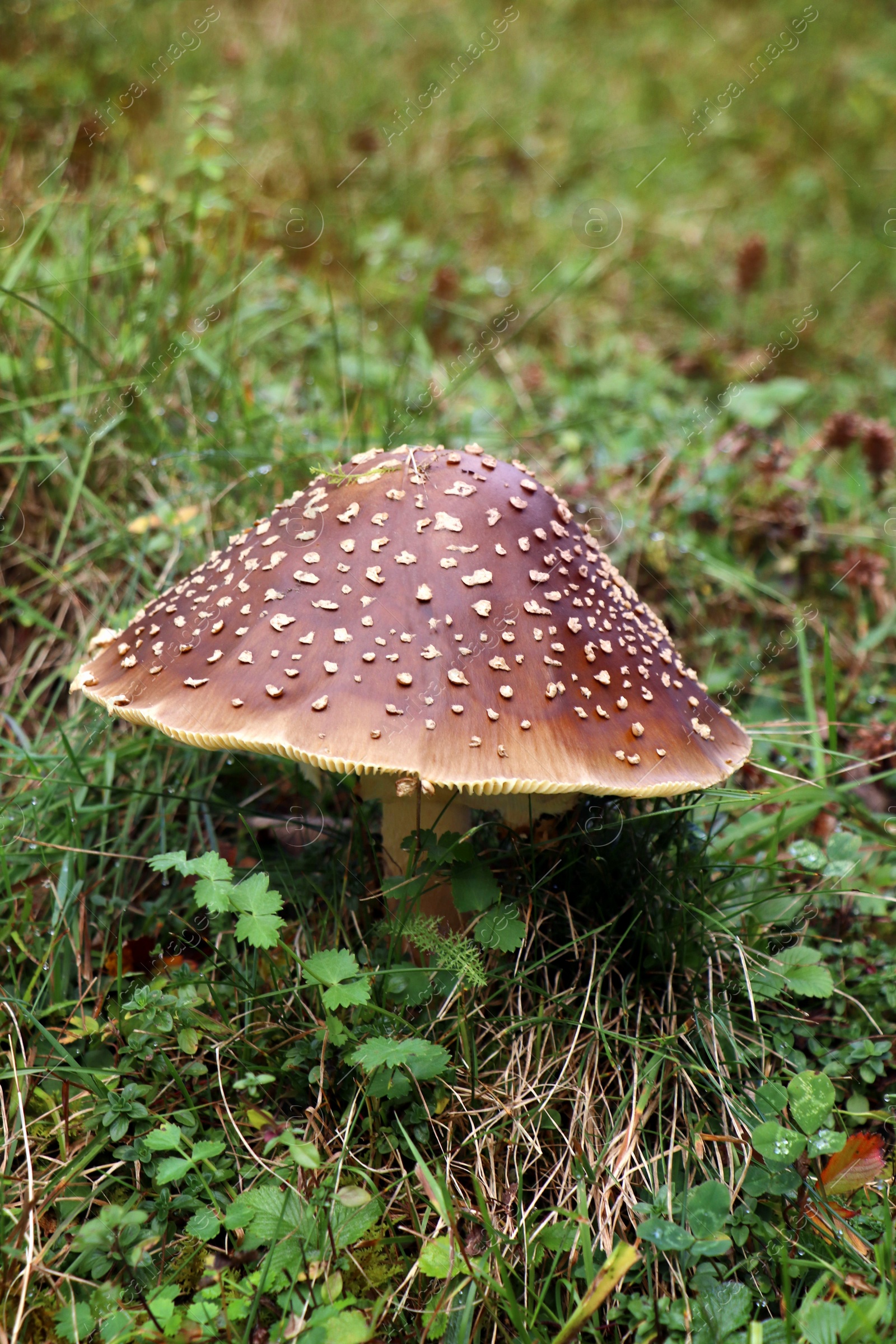 Photo of Small mushroom growing in green grass, closeup view