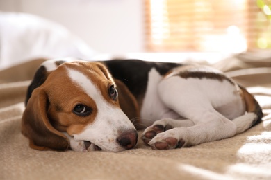 Photo of Cute Beagle puppy on bed at home. Adorable pet