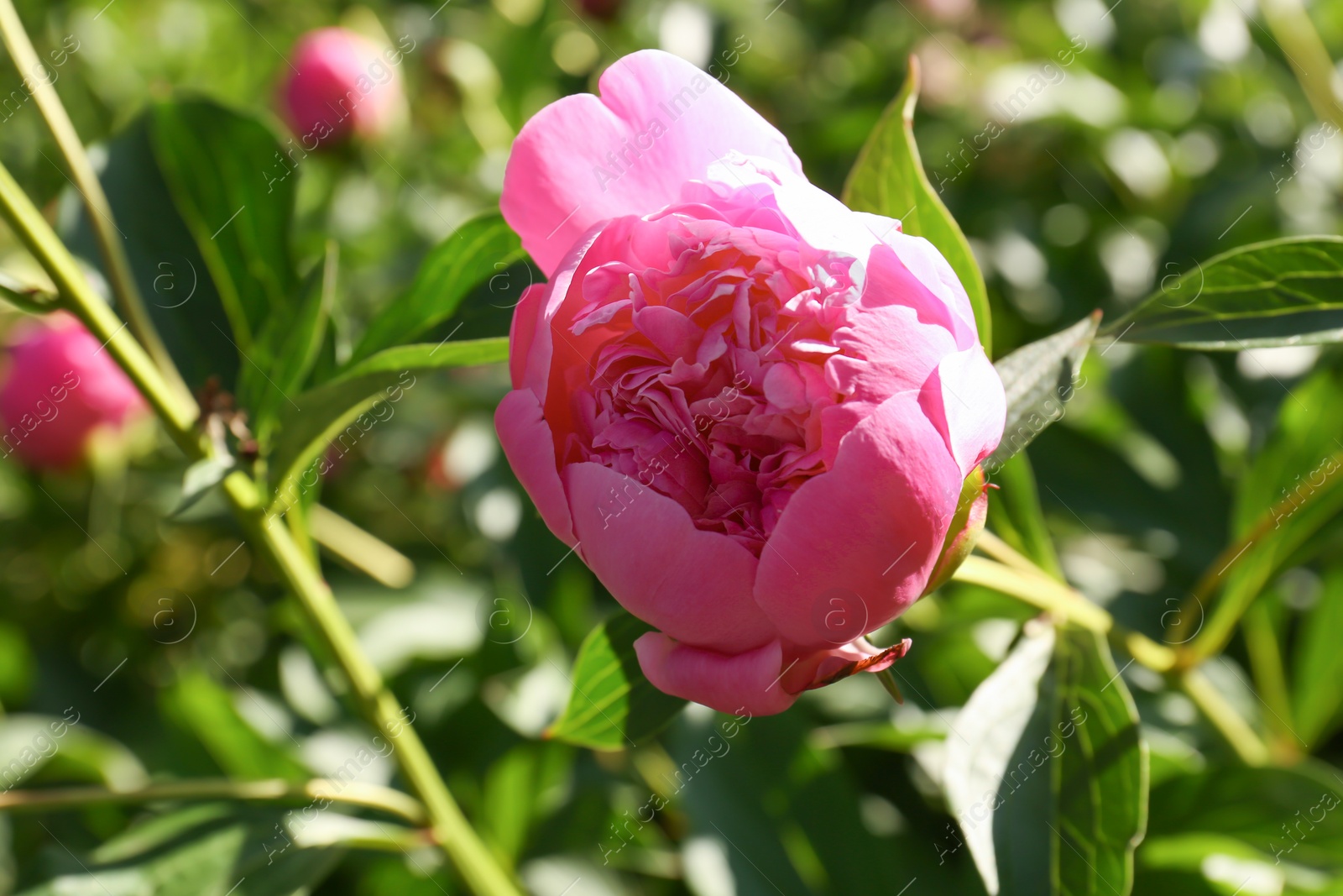 Photo of Beautiful pink peony bud outdoors on sunny day, closeup