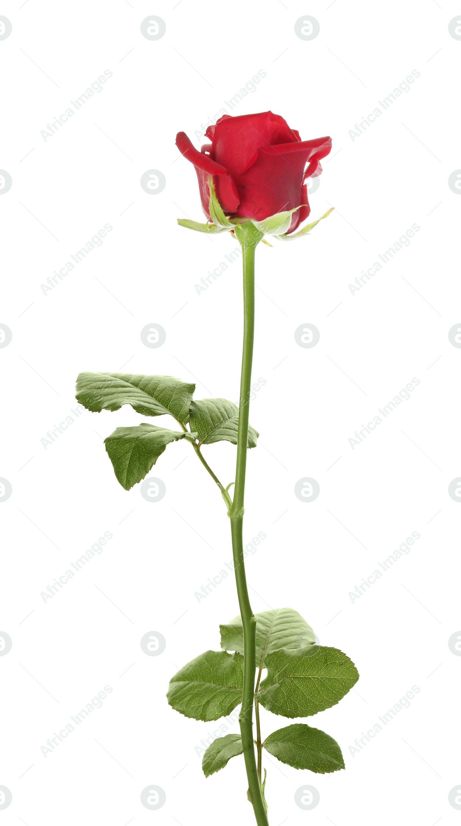 Photo of Beautiful red rose on white background. Funeral symbol