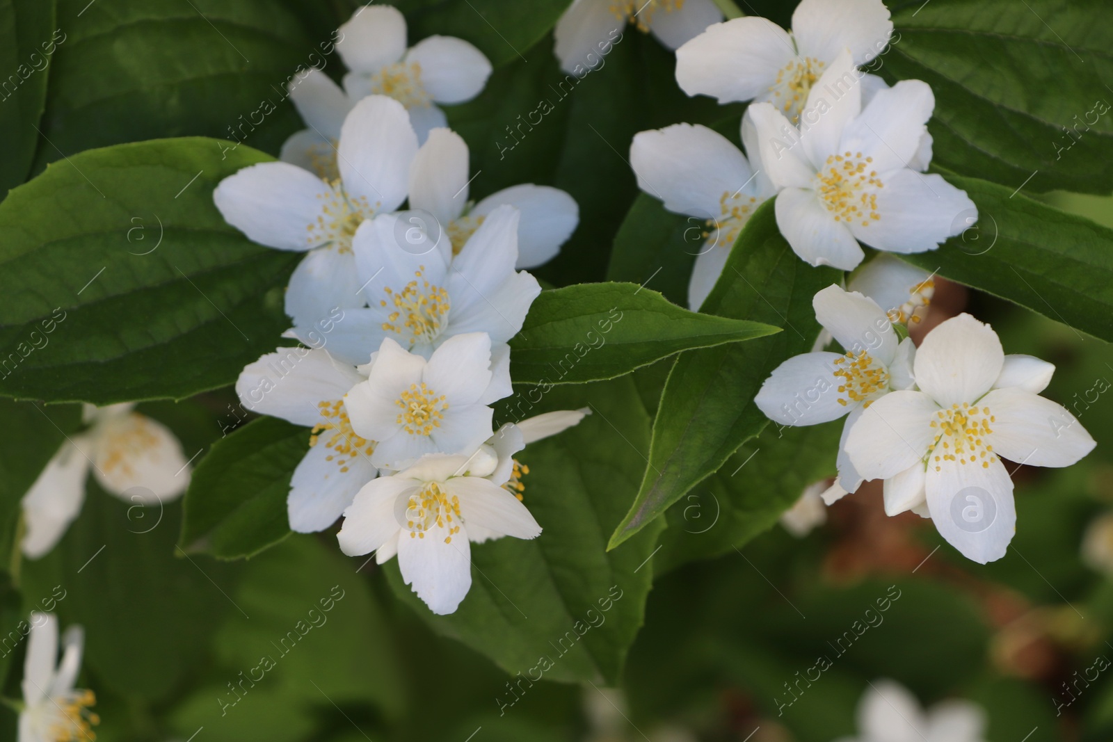 Photo of Closeup view of beautiful blooming white jasmine shrub outdoors