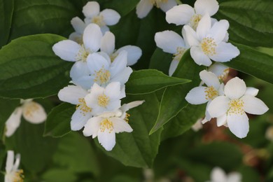 Photo of Closeup view of beautiful blooming white jasmine shrub outdoors