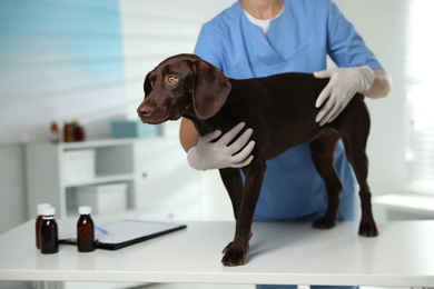 Photo of Professional veterinarian examining dog in clinic, closeup