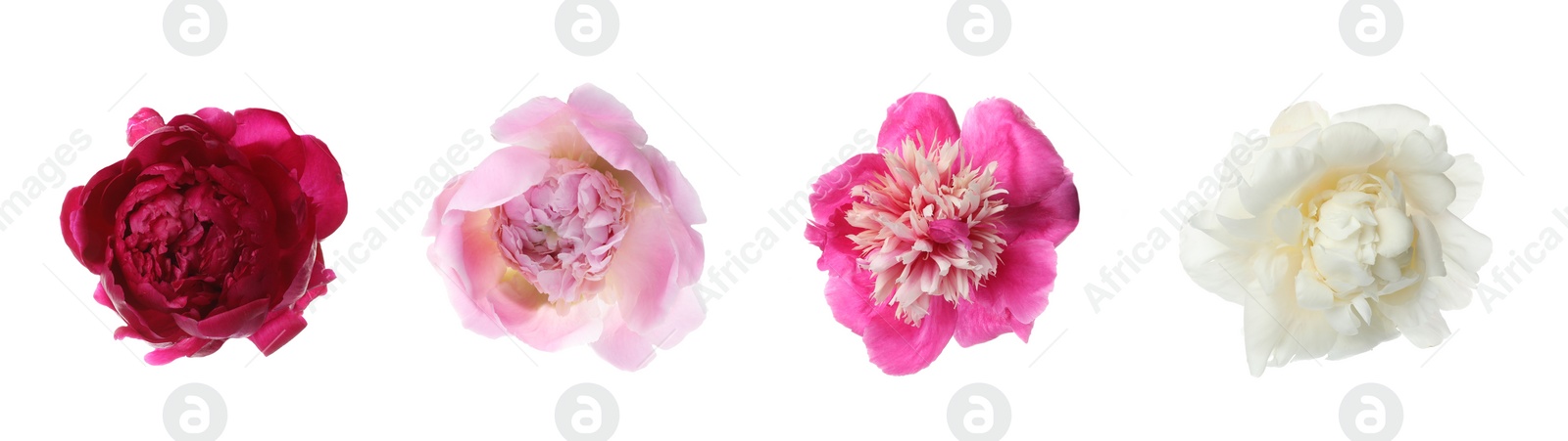 Image of Set of different beautiful peony flowers on white background. Banner design