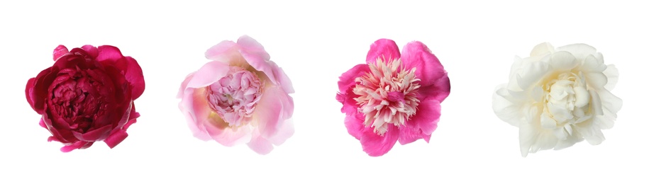 Set of different beautiful peony flowers on white background. Banner design