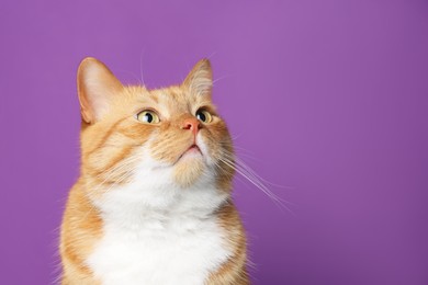 Photo of Cute ginger cat on purple background, space for text. Adorable pet