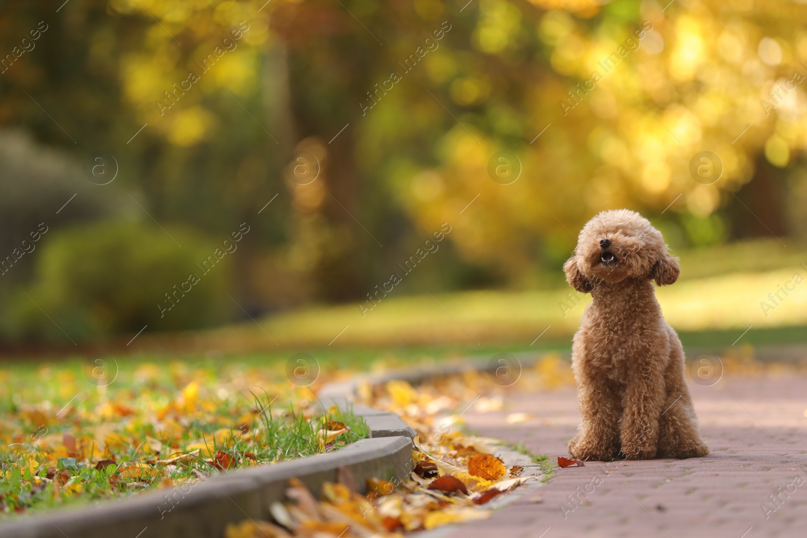 Photo of Cute Maltipoo dog in autumn park, space for text