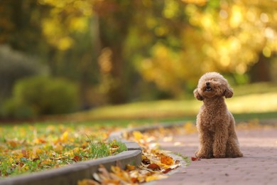 Cute Maltipoo dog in autumn park, space for text