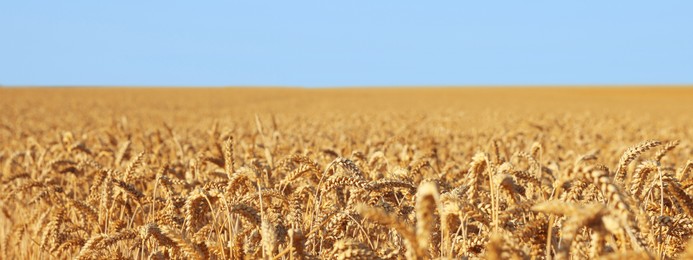 Image of Beautiful view of field with ripe wheat crop under blue sky. Banner design