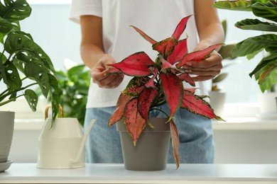Photo of Woman taking care of potted houseplants at home, closeup