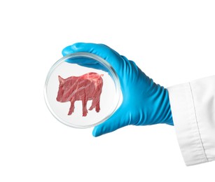 Scientist holding Petri dish with pig silhouette made of pork on white background, closeup. Cultured meat