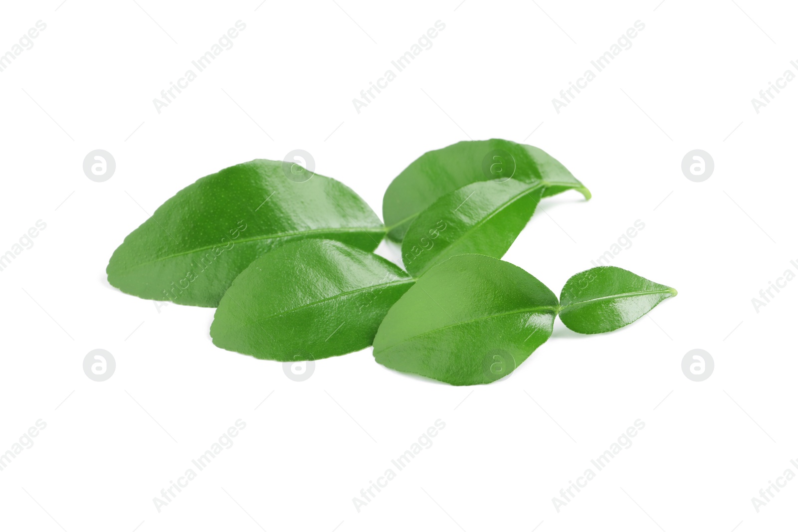 Photo of Green leaves of bergamot fruit on white background