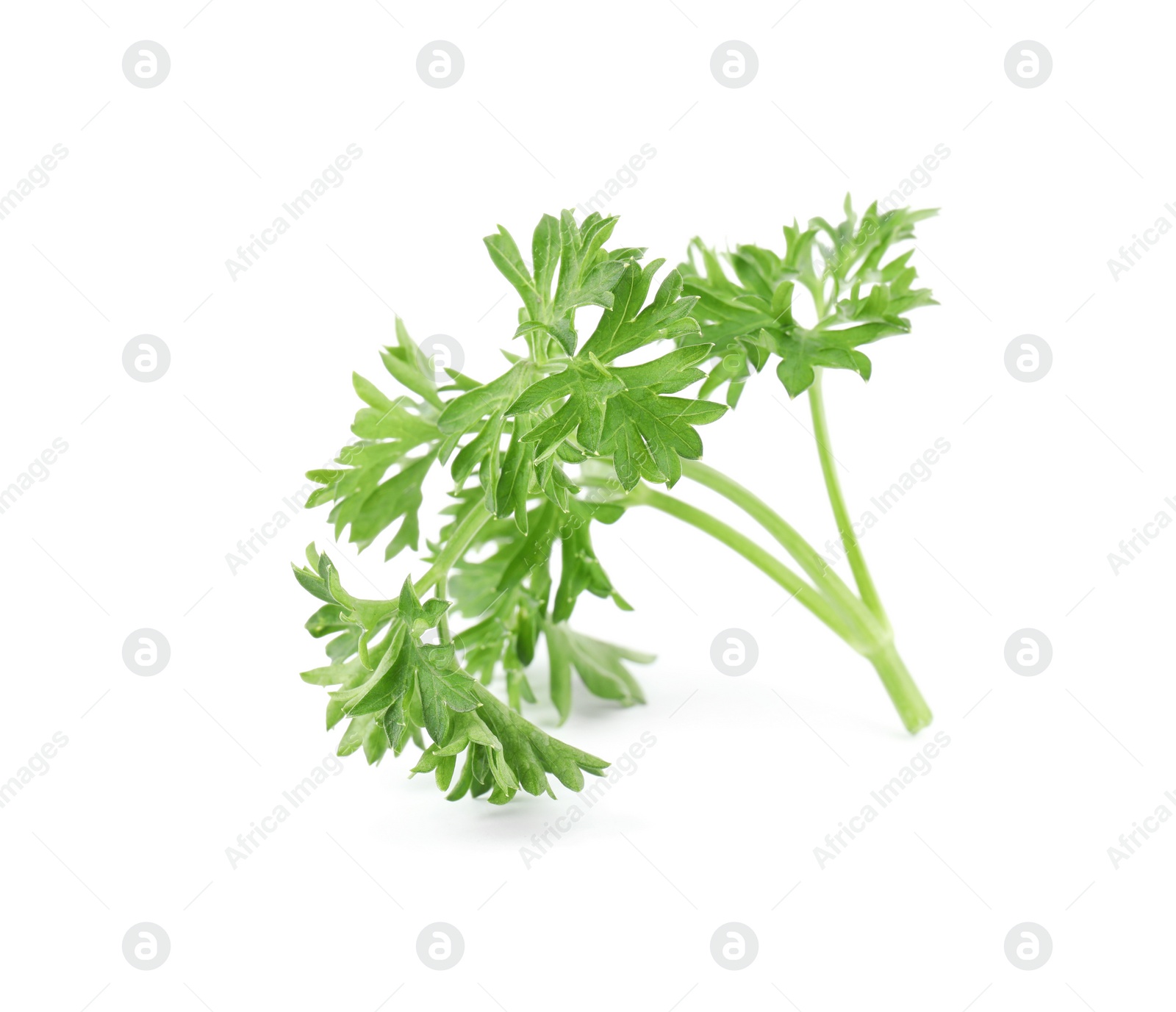 Photo of Fresh green organic parsley on white background