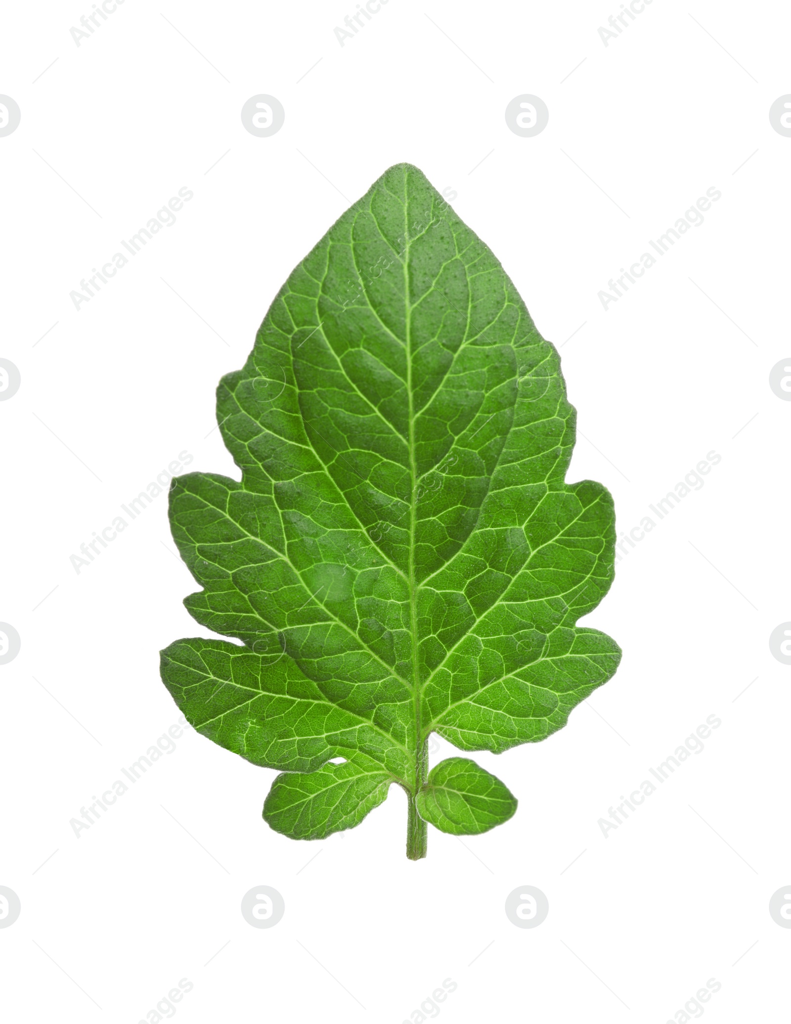 Photo of Green leaf of tomato plant isolated on white