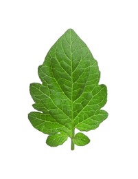 Green leaf of tomato plant isolated on white