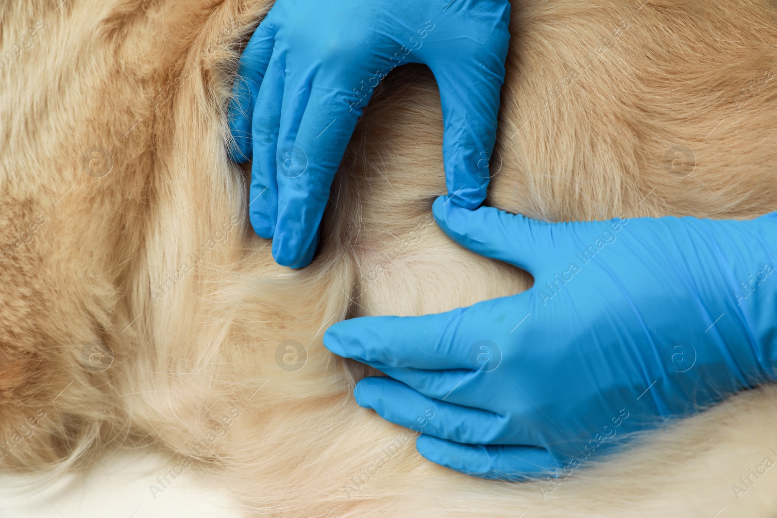 Photo of Veterinarian checking dog's skin for ticks, closeup