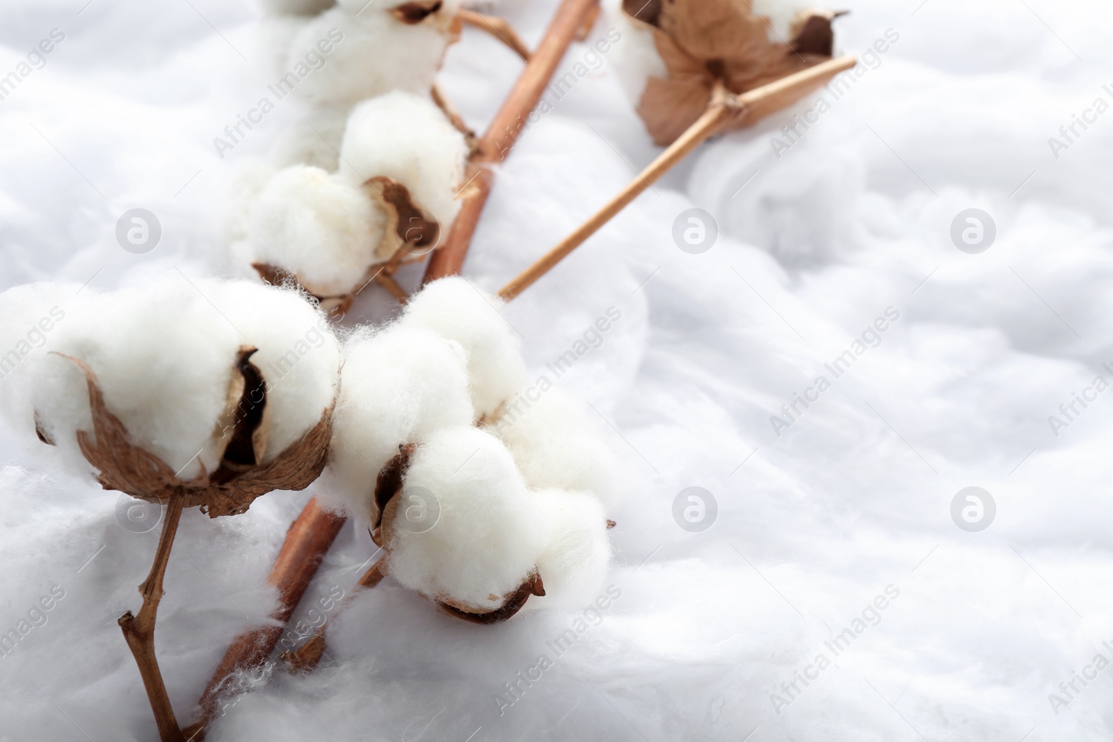 Photo of Branch with flowers on clean cotton, closeup. Space for text