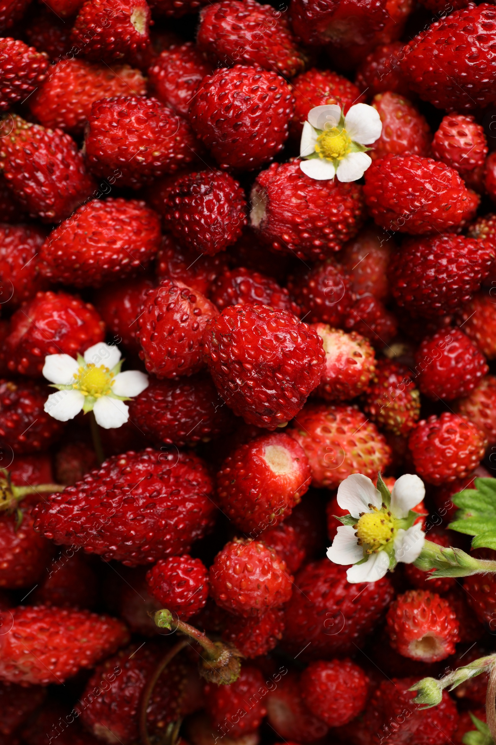 Photo of Many fresh wild strawberries and flowers as background, closeup