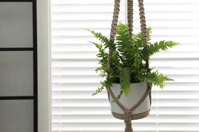 Photo of Beautiful fresh fern hanging near window indoors. Space for text