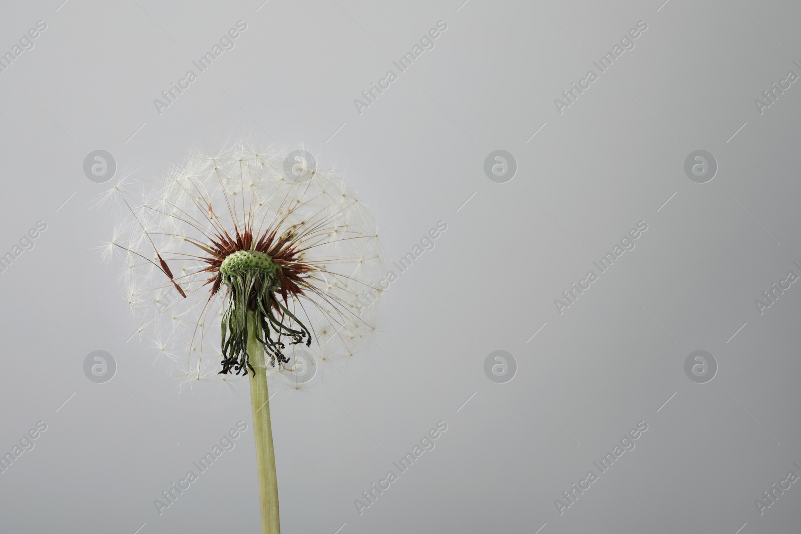 Photo of Beautiful dandelion flower on grey background. Space for text