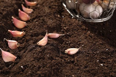Photo of Garlic cloves in fertile soil. Vegetable planting