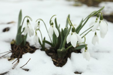 Photo of Beautiful blooming snowdrops growing outdoors. Spring flowers