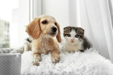 Photo of Adorable little kitten and puppy on pillow near window indoors