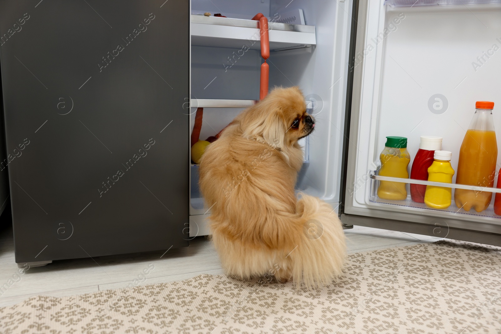 Photo of Cute Pekingese dog stealing sausages from refrigerator in kitchen