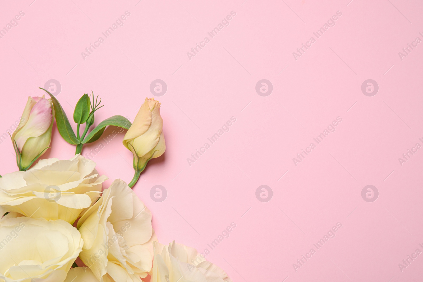 Photo of Beautiful white Eustoma flowers on pink background, flat lay. Space for text