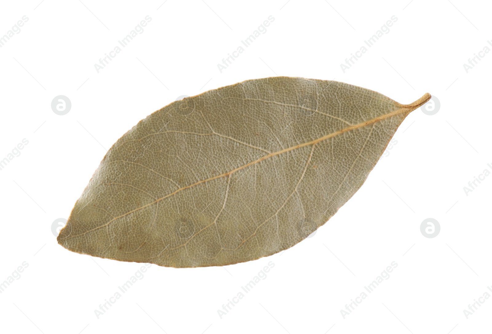 Photo of One aromatic bay leaf isolated on white