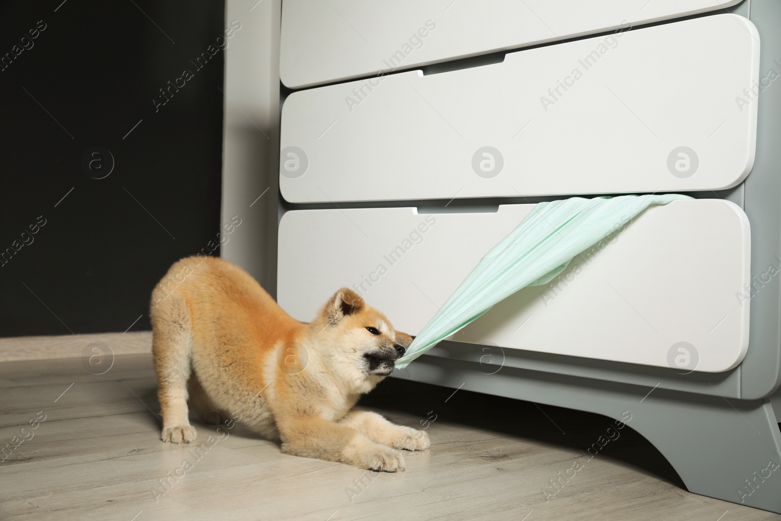 Photo of Adorable Akita Inu puppy stealing clothes from commode at home