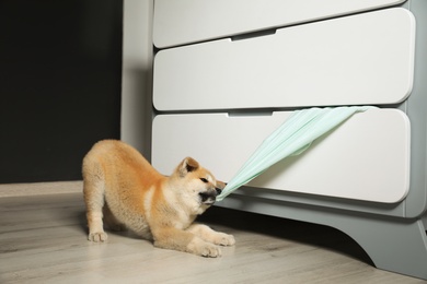 Photo of Adorable Akita Inu puppy stealing clothes from commode at home