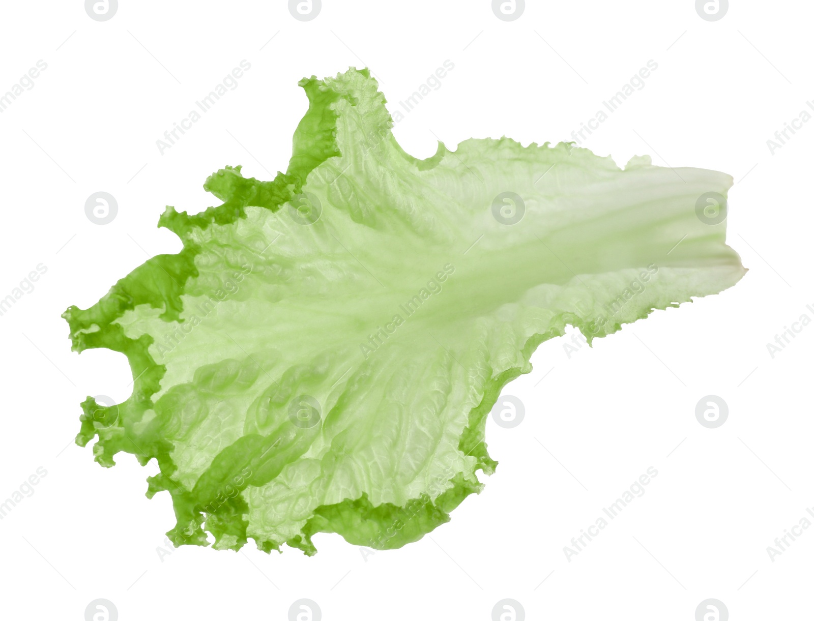 Photo of One green lettuce leaf isolated on white. Salad greens