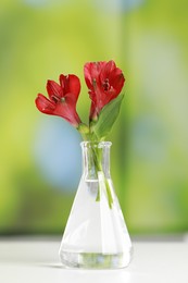 Photo of Beautiful red flowers in laboratory glass flask on white table against blurred background