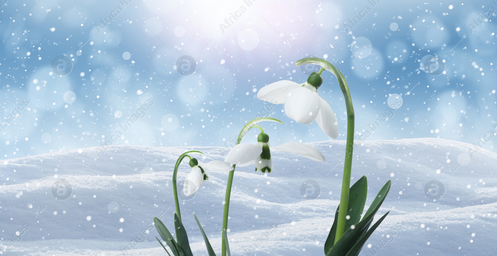 Image of Beautiful tender snowdrops outdoors, banner design. First spring flowers