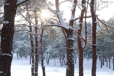 Photo of Picturesque view of beautiful snowy forest in winter morning