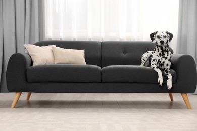 Photo of Adorable Dalmatian dog lying on couch indoors