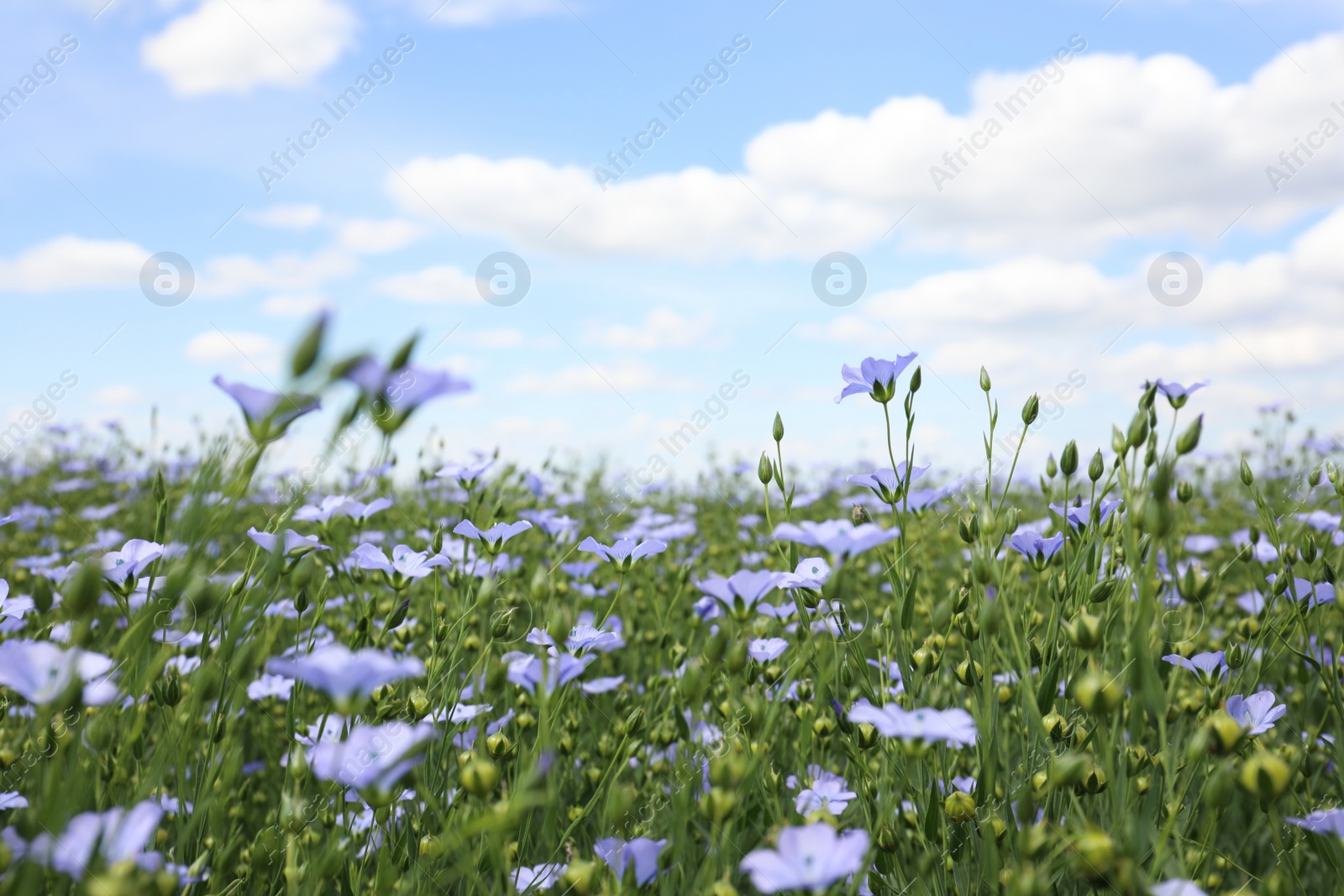 Photo of Beautiful view of blooming flax field on summer day