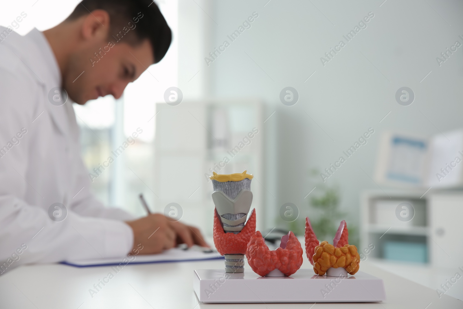 Photo of Doctor working at table in office, focus on plastic model of healthy and afflicted thyroids