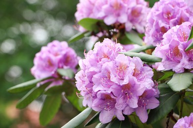 Photo of Beautiful violet rhododendron flowers on bush outdoors, closeup