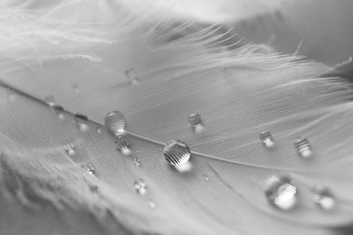 Photo of Fluffy white feather with water drops as background, closeup